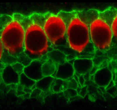 Cross section of the sensory epithelium of the developing inner ear in a mouse