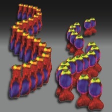 The different position of cell nuclei in unhealthy cells relative to healthy cells leads to deafness
