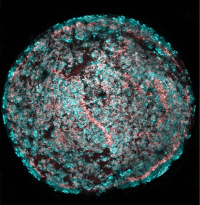 A combination of drugs and growth factors expands stems cells expressing Lgr5 and then converts them into hair cells
