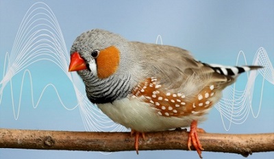 Bird with soundwave graphic behind it