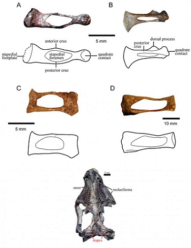 morphological variation in the stapes of Triassic gomphodont cynodonts