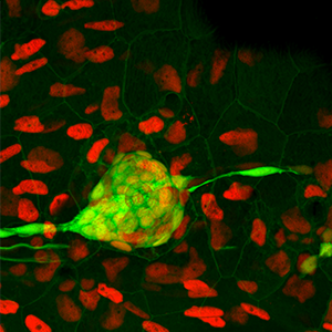 A neuromast sensory structure of the zebrafish lateral line