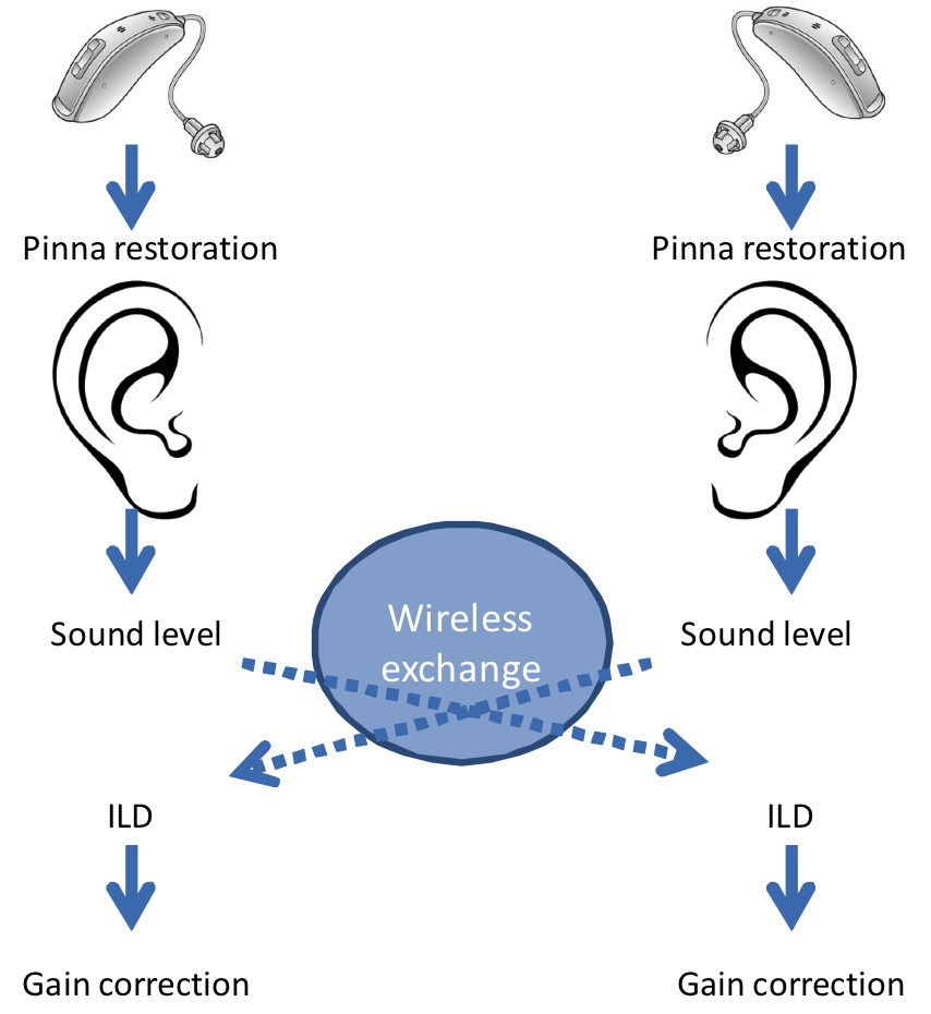 The wireless link between hearing aids is analogous to the crossing of signals between ears in the auditory system