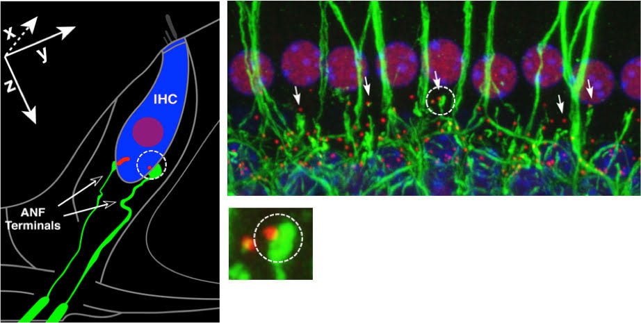 Schematic of an IHC with 2 of its 20 auditory nerve fibers