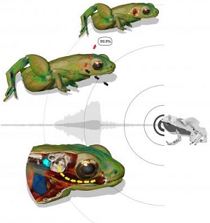 an illustration how a Gardiner's frog can hear with its mouth