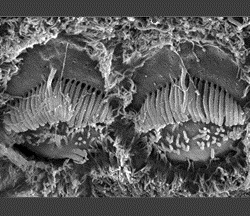 Surface view of two neighbouring hair cells in the inner ear