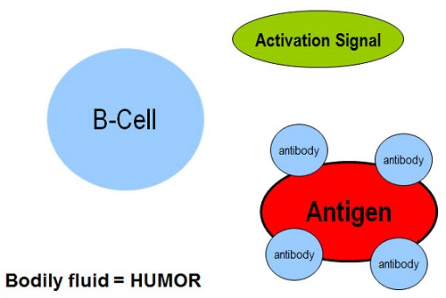 B-cell activation to an antigen