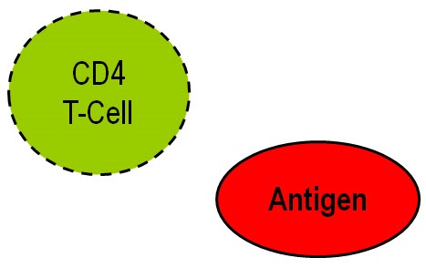 T-cell activation to an antigen