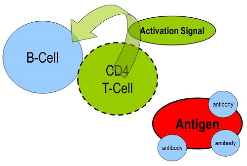 Cell-mediated immunity via B-cell and T-cell mobilization
