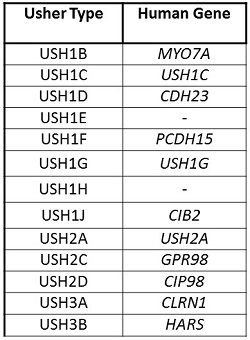 Usher type and the associated human gene