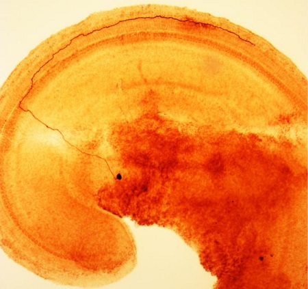 A segment of the inner ear of a rat