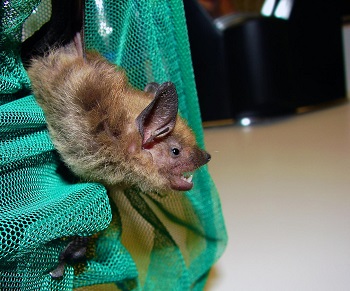 In lab experiments big brown bats showed no temporary loss in hearing sensitivity even amid simulations of the the intense noise in which they live