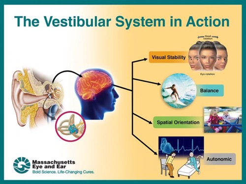 Infographic shows how the vestibular system collects and sends information to the brain