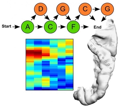 The artificial grammar used in this study and the phase-amplitude coupling in human auditory cortex