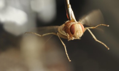 The Ormia ochracea is a small, yellow parasitic fly