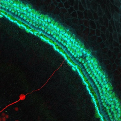 A stem cell-derived neuron grafted onto a mouse cochlea in the inner ear that lacked neurons