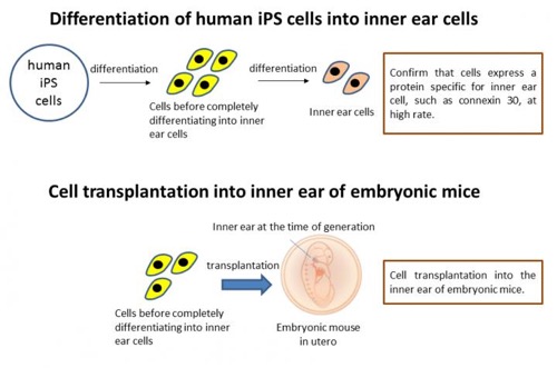 By efficiently differentiating inner ear cells from human iPS cells, it was possible to produce a large number of target cells