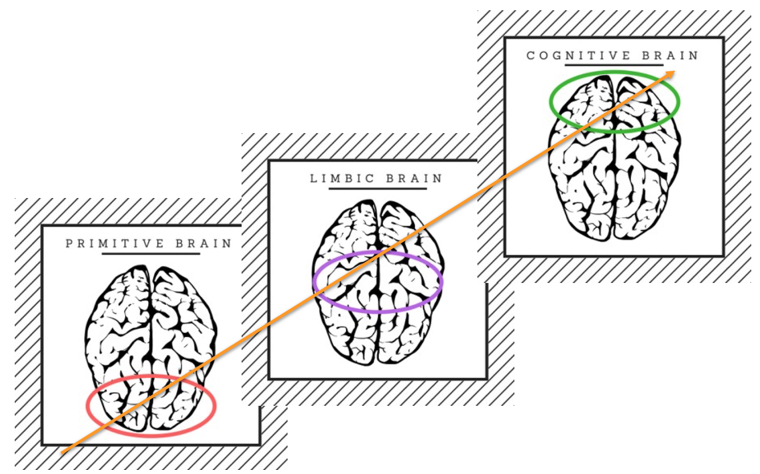 Three-Part Brain