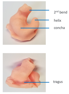 Landmarks of an ear impression