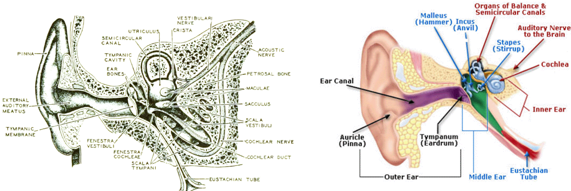 Two alternate ear canal anatomy renderings