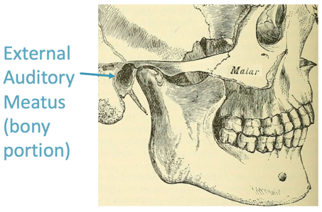 The skull, external auditory meatus and temporomandibular joint